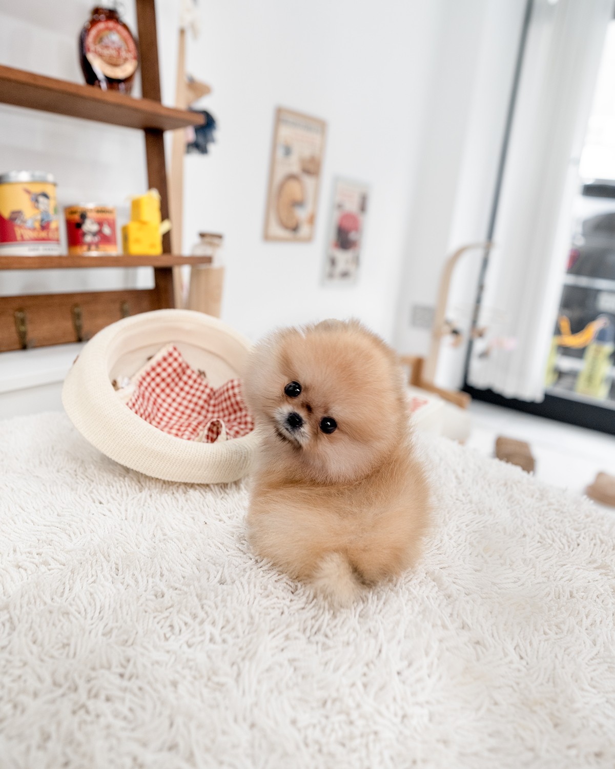 세이블포메라니안 [Pomeranian]