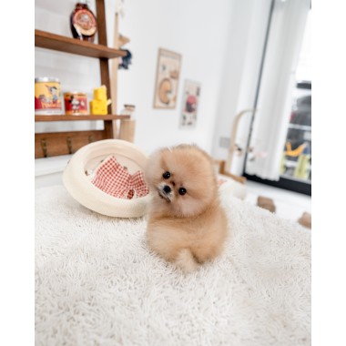 세이블포메라니안 [Pomeranian]