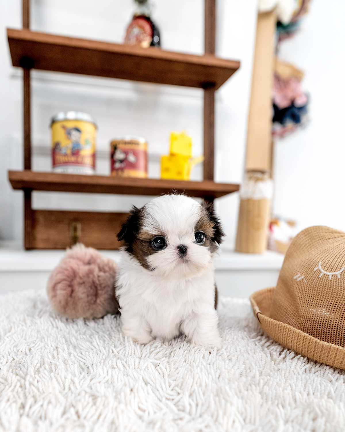 콩시츄 [Mini Shihtzu]