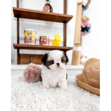 콩시츄 [Mini Shihtzu]