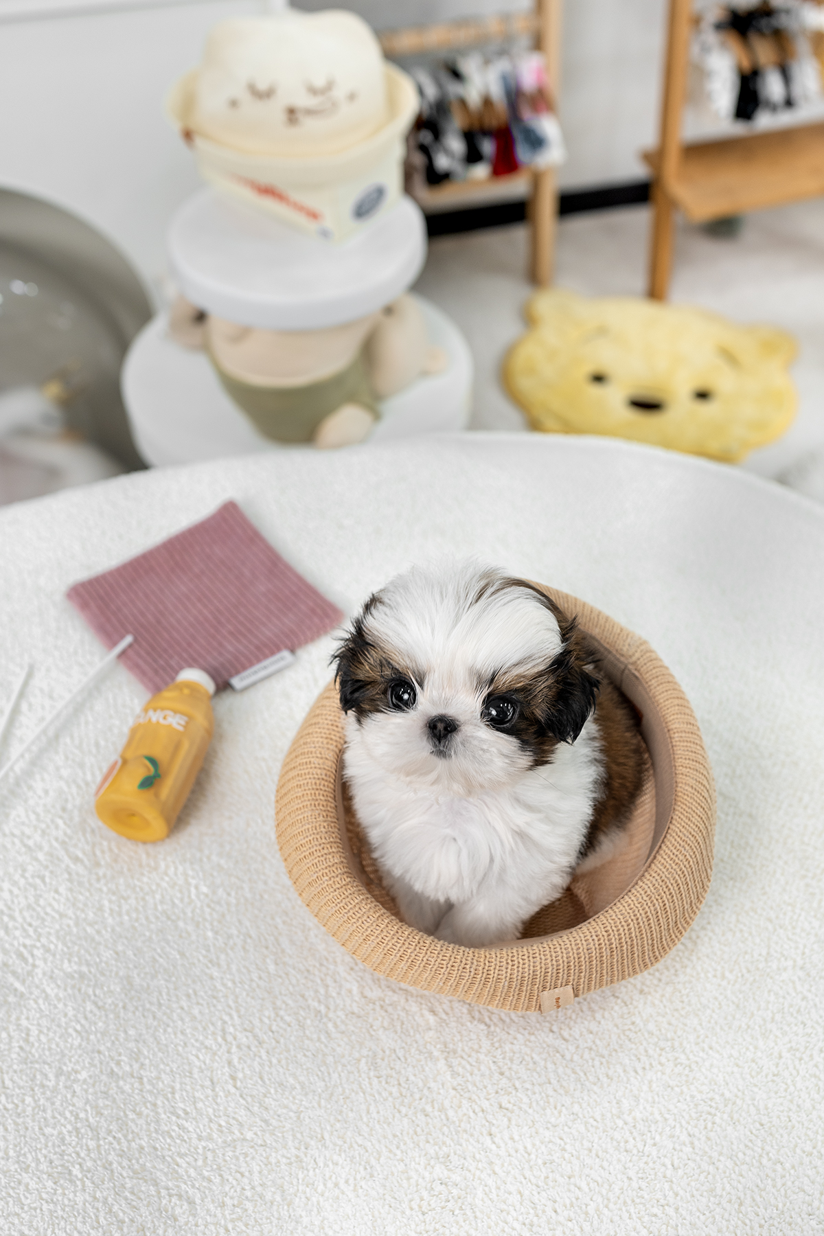 콩시츄 [Mini Shihtzu]