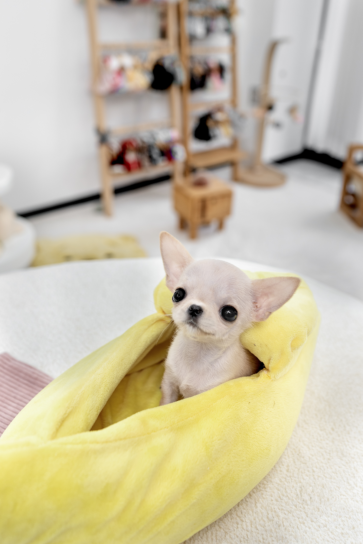 단모치와와 [Chihuahua]