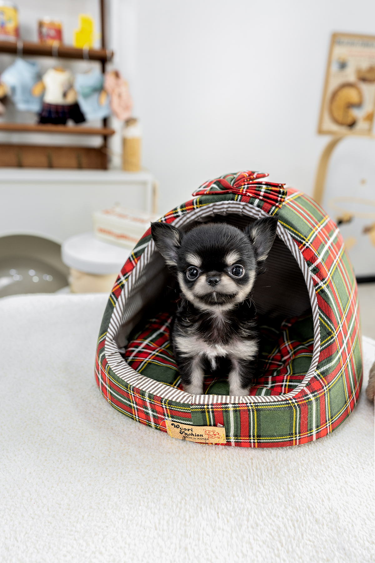 장모치와와 [Chihuahua]