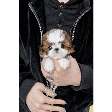 콩시츄 [Mini Shihtzu]