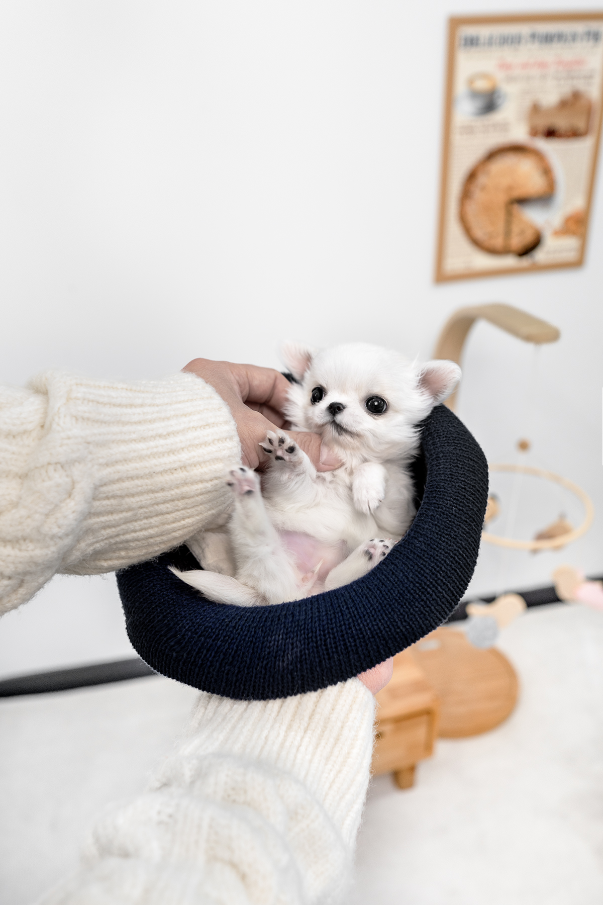 장모치와와 [Chihuahua]