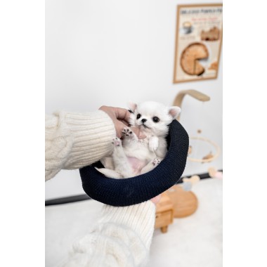 장모치와와 [Chihuahua]