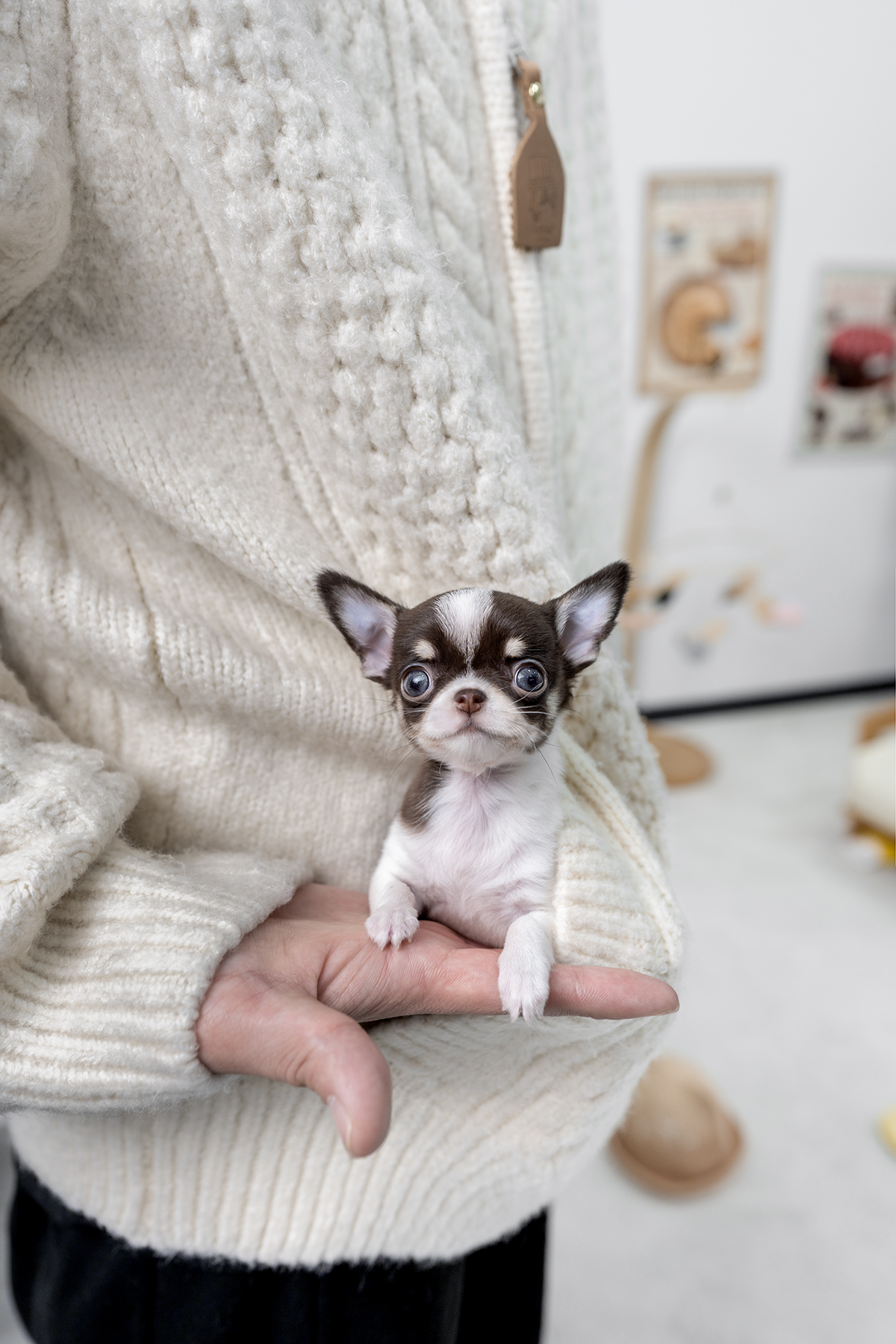 단모치와와 [Chihuahua]