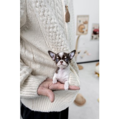단모치와와 [Chihuahua]