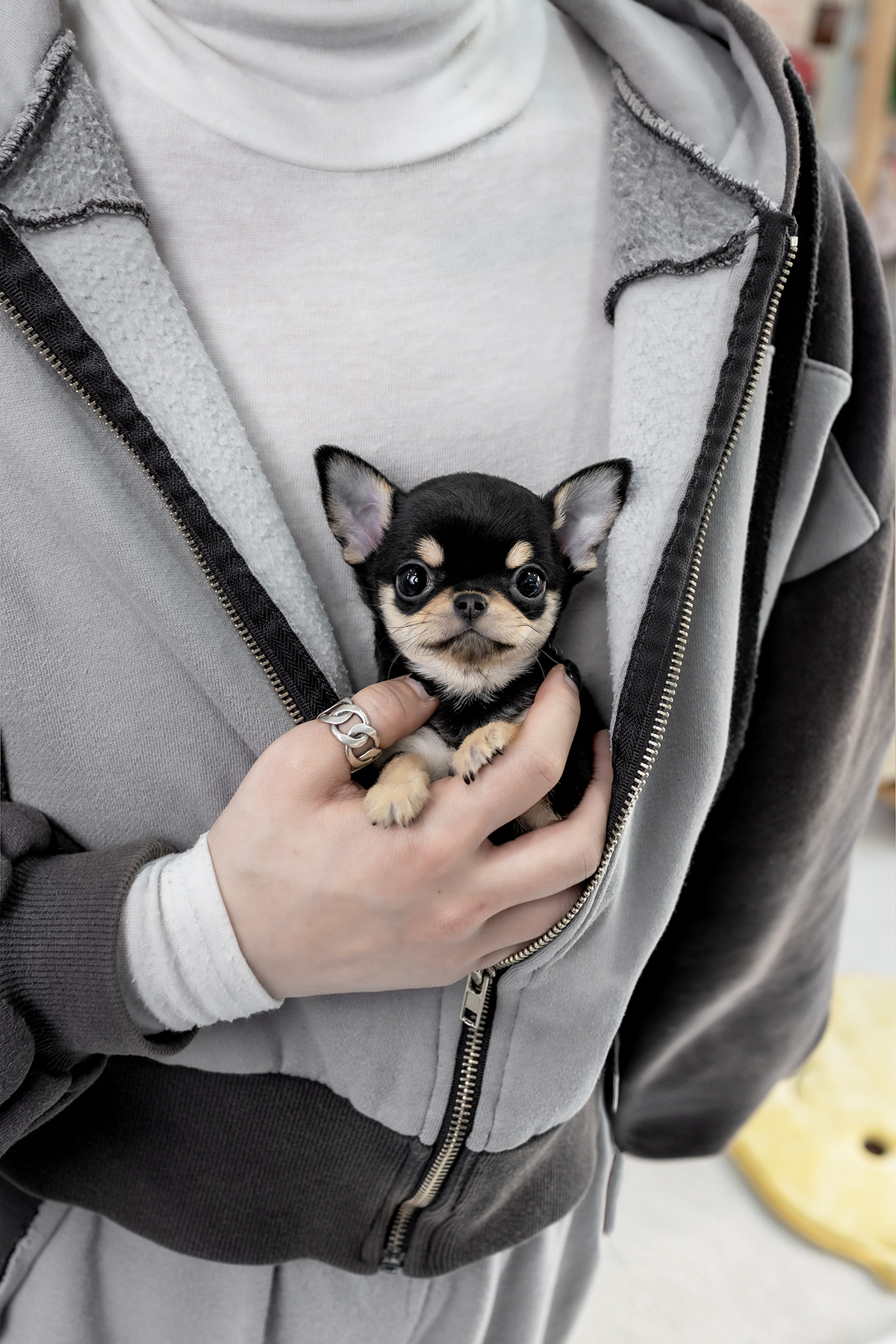 단모치와와 [Chihuahua]