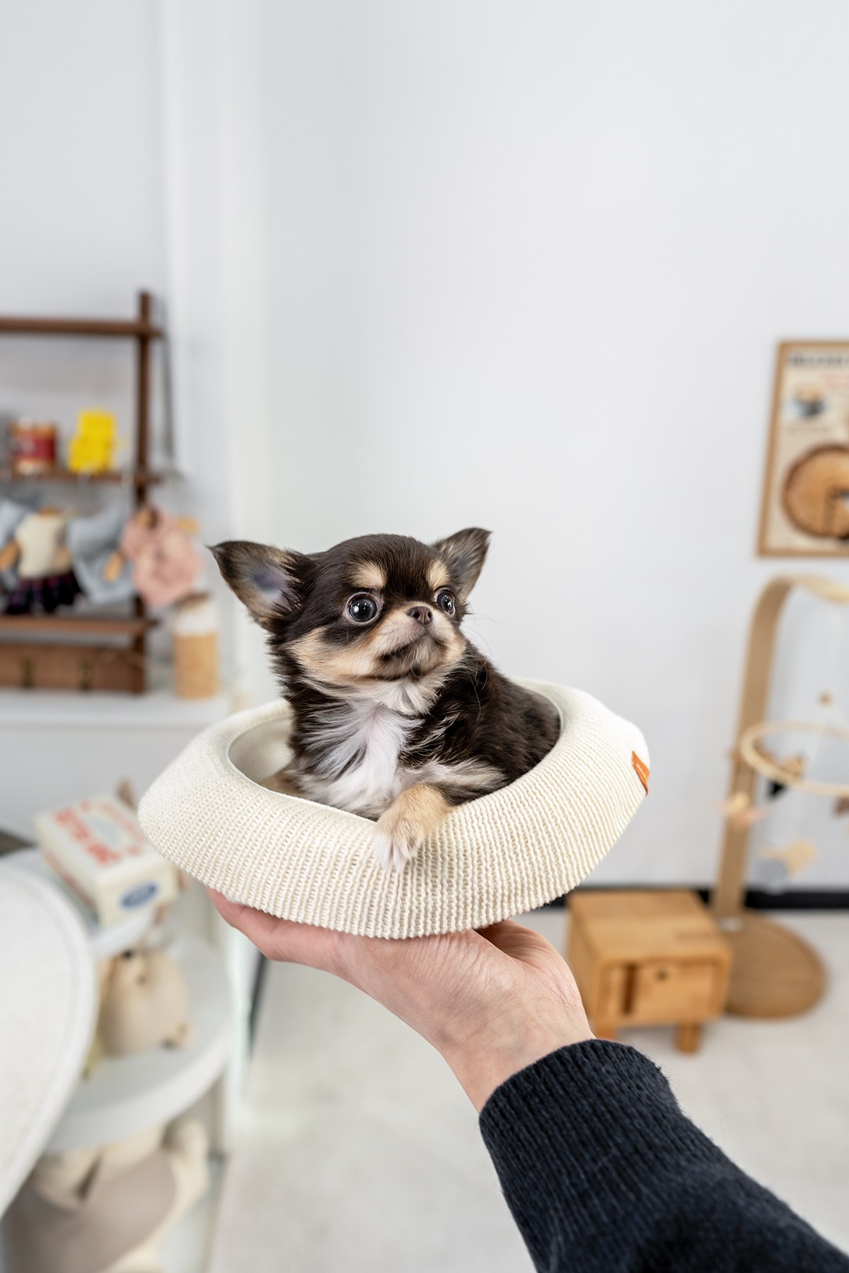 장모치와와 [Chihuahua]