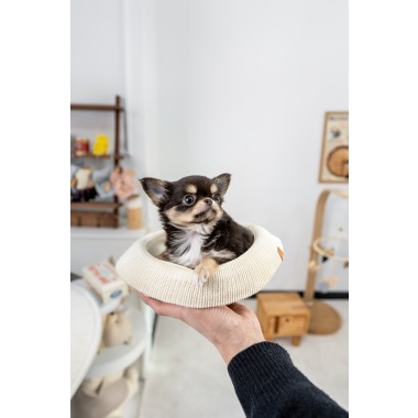 장모치와와 [Chihuahua]