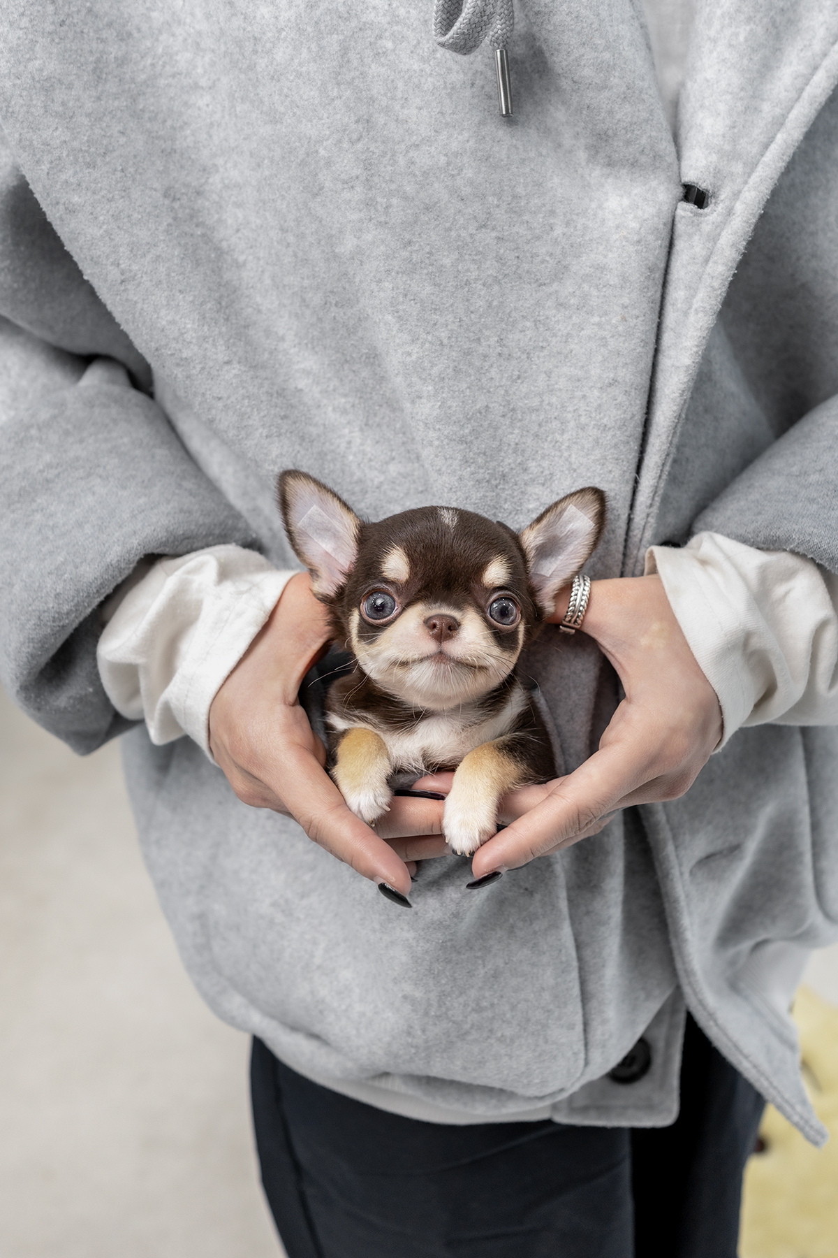 단모치와와 [Chihuahua]