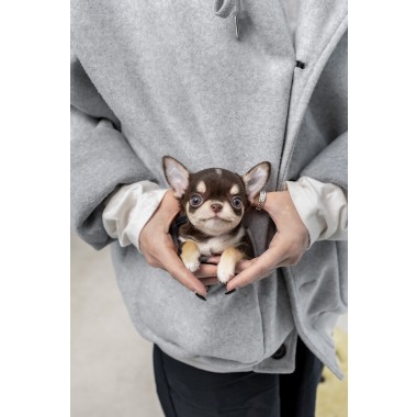 단모치와와 [Chihuahua]