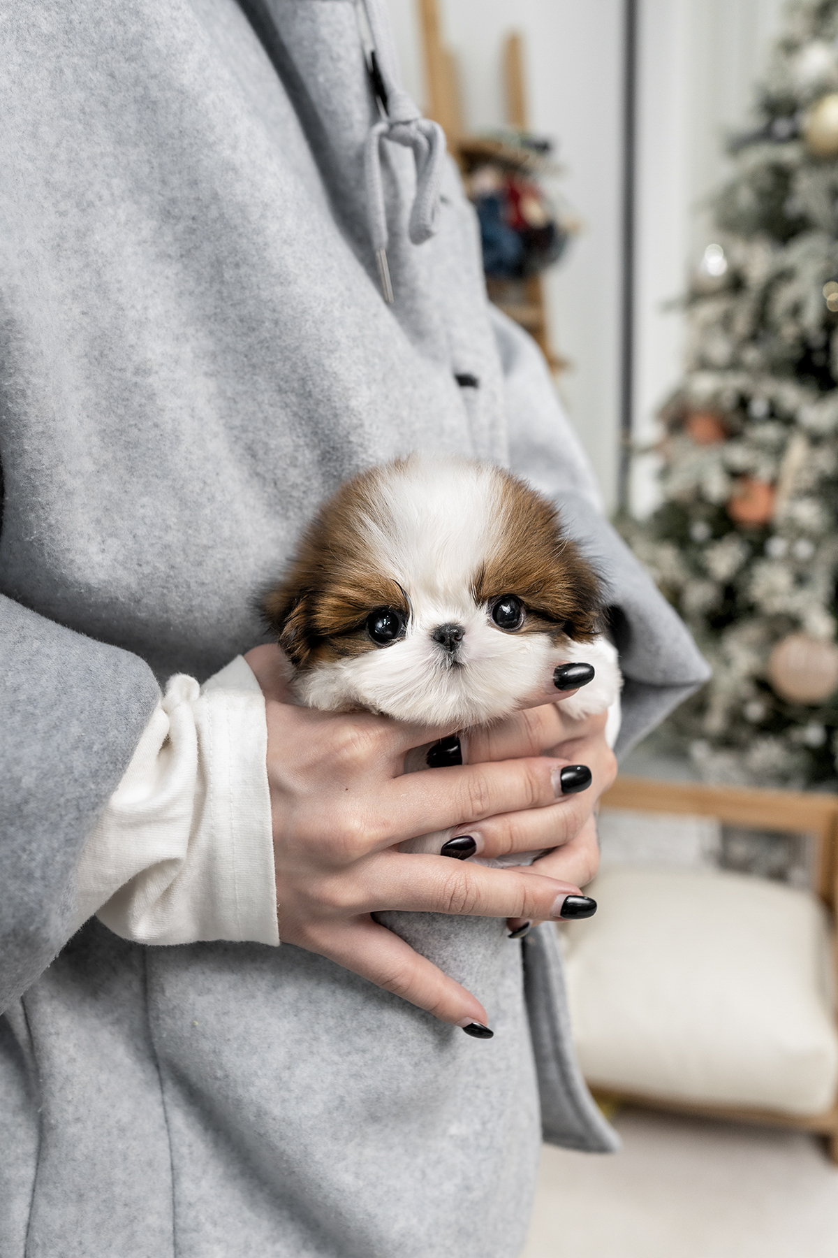 콩시츄 [Mini Shihtzu]