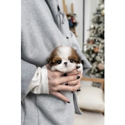 콩시츄 [Mini Shihtzu]