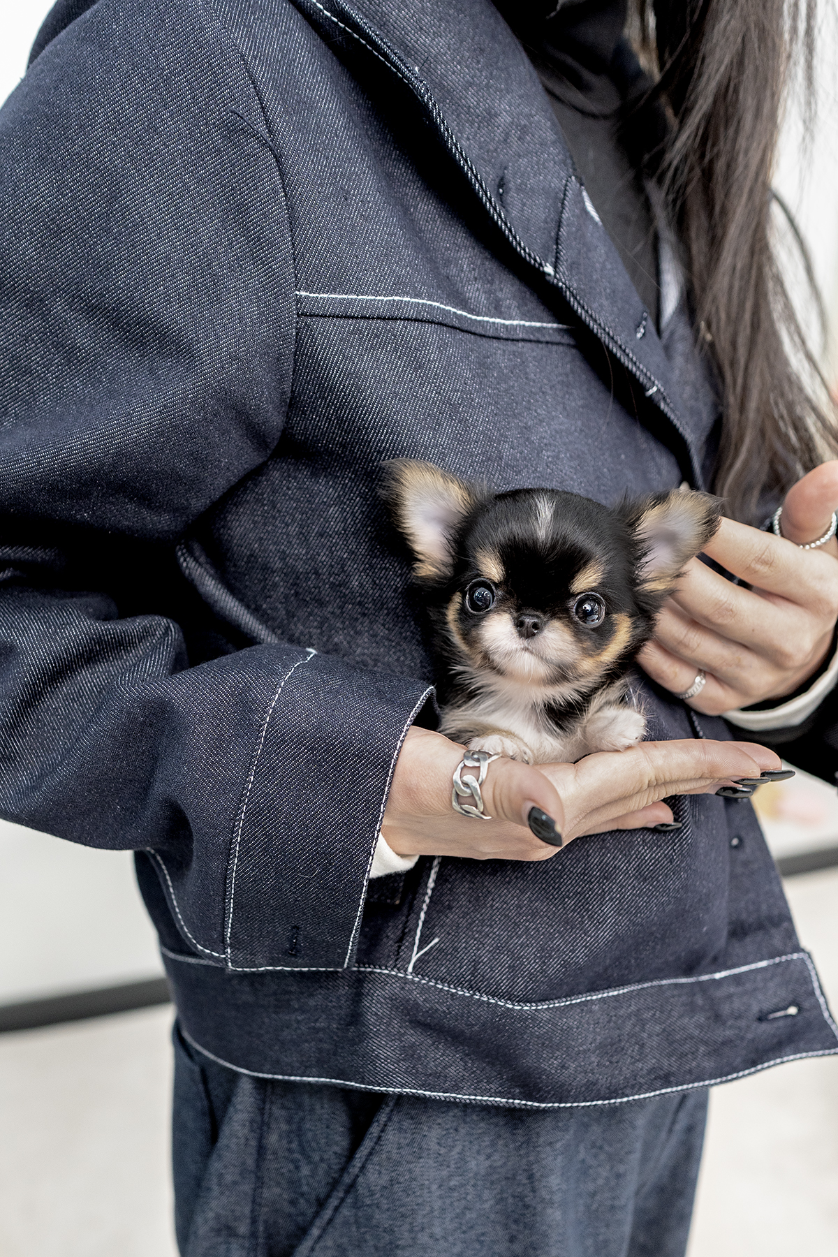장모치와와 [Chihuahua]