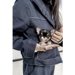 장모치와와 [Chihuahua]