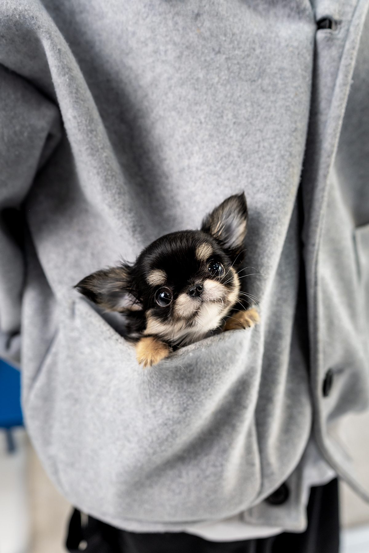 장모치와와 [Chihuahua]
