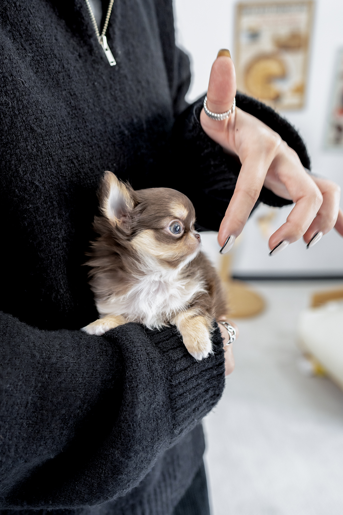 장모치와와 [Chihuahua]