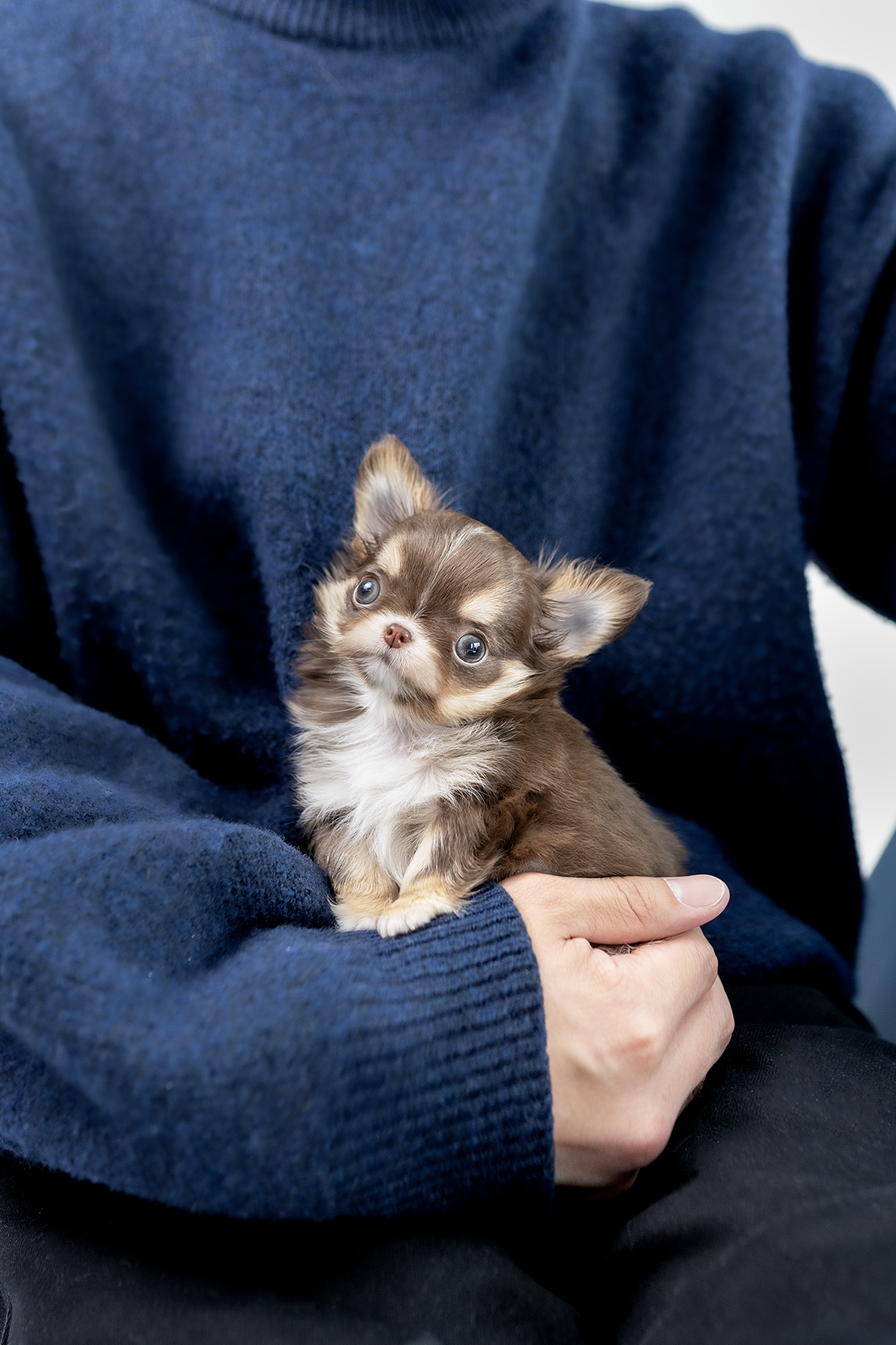 장모치와와 [Chihuahua]