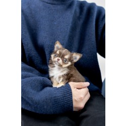 장모치와와 [Chihuahua]