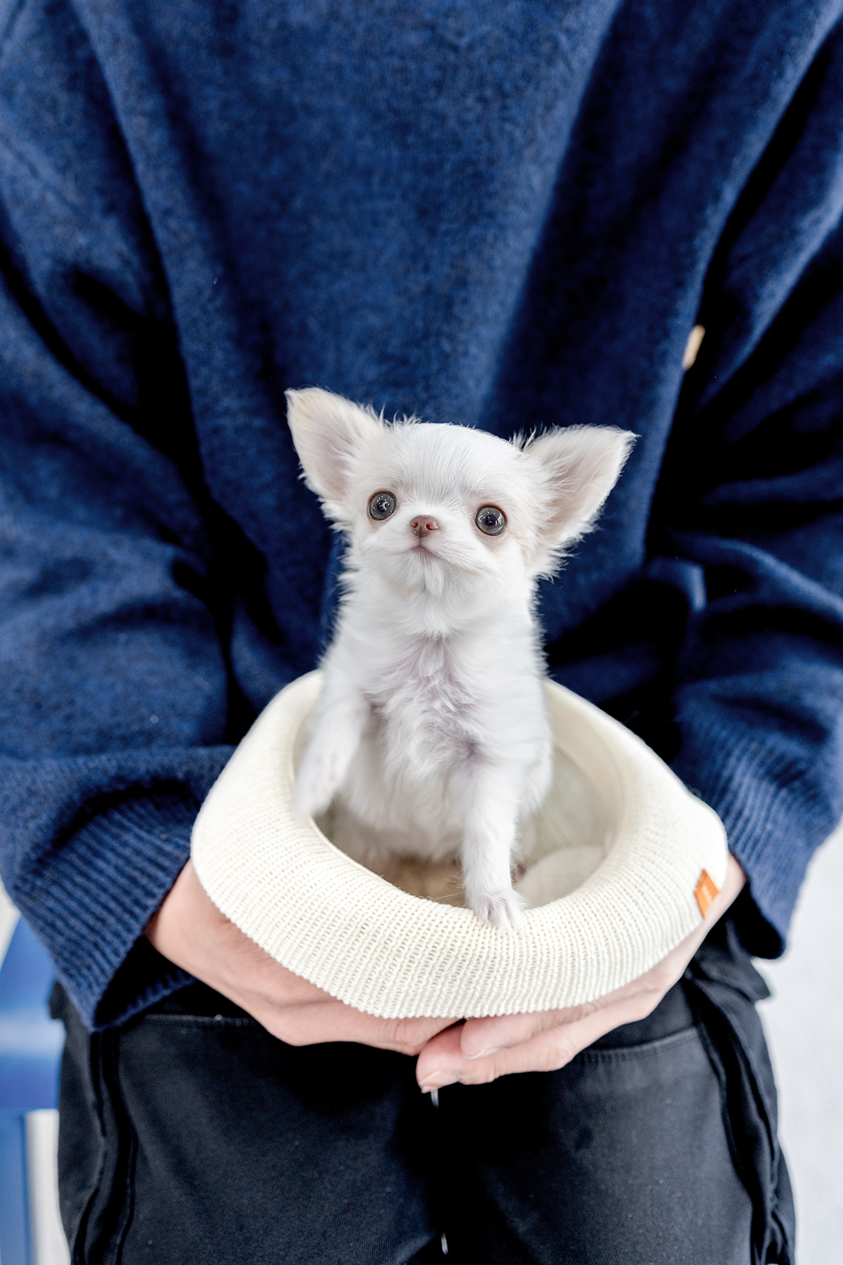 장모치와와 [Chihuahua]