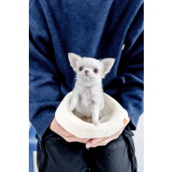 장모치와와 [Chihuahua]