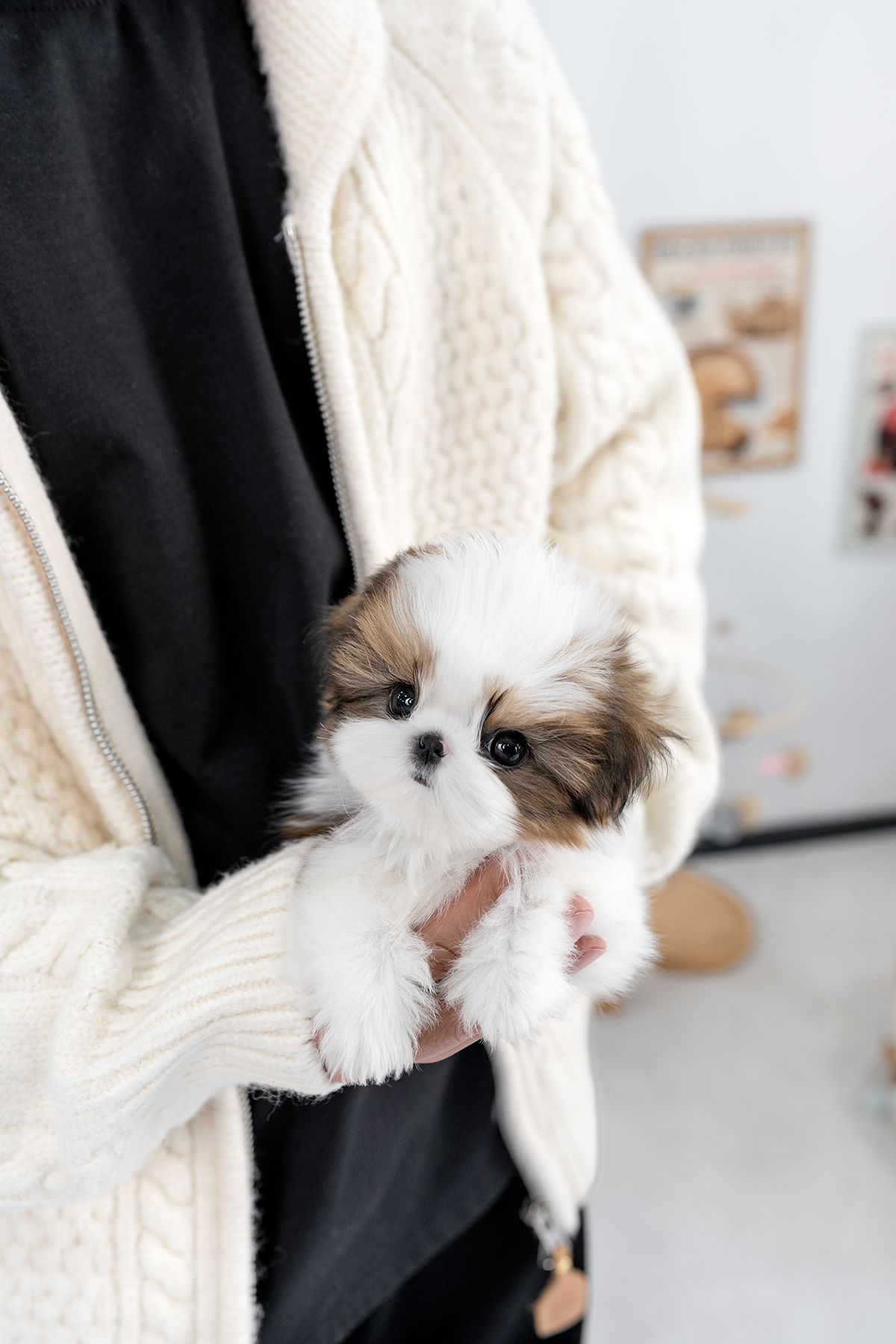 콩시츄 [Mini Shihtzu]