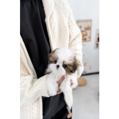 콩시츄 [Mini Shihtzu]