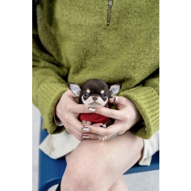 단모치와와 [Chihuahua]
