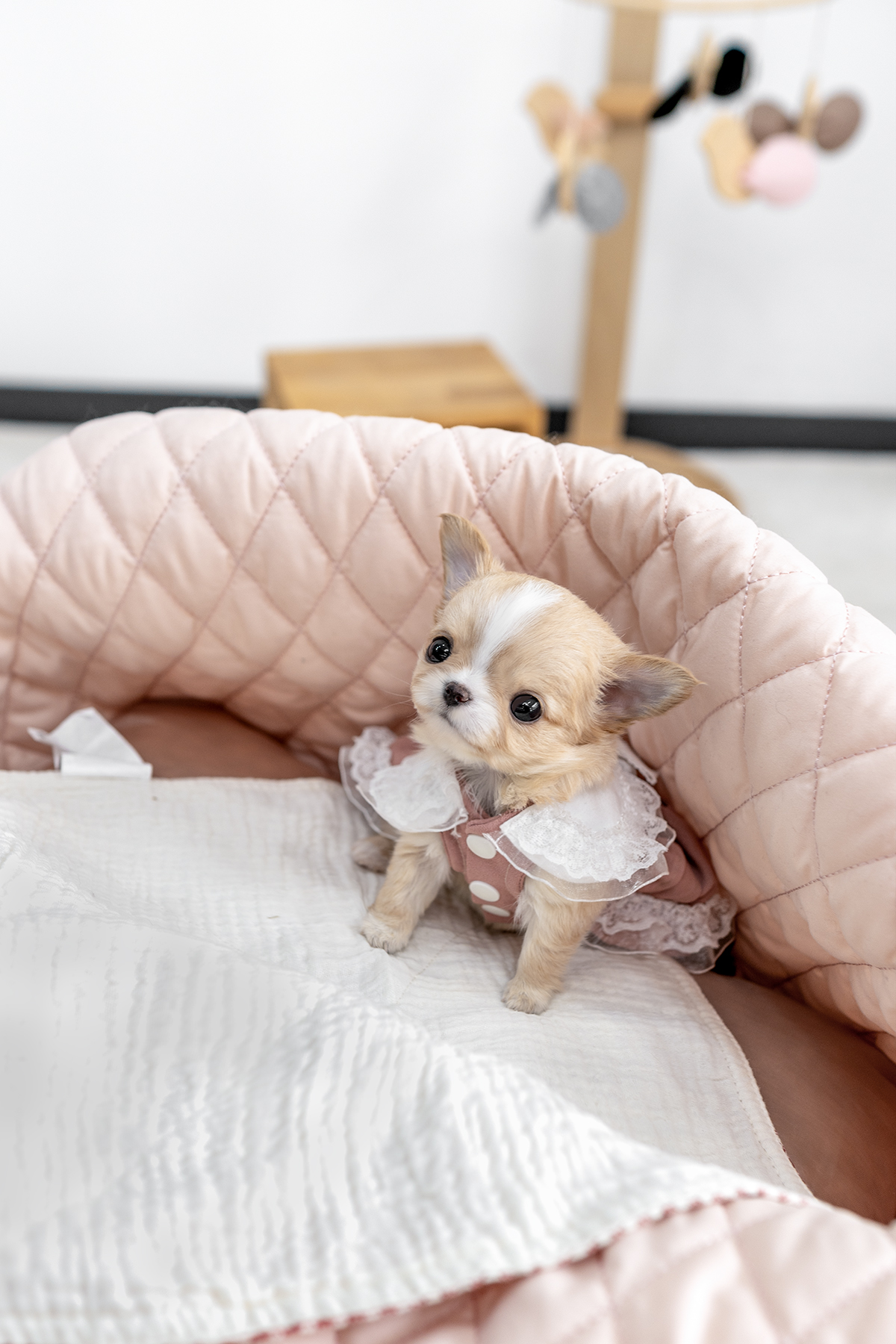장모치와와 [Chihuahua]