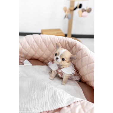 장모치와와 [Chihuahua]