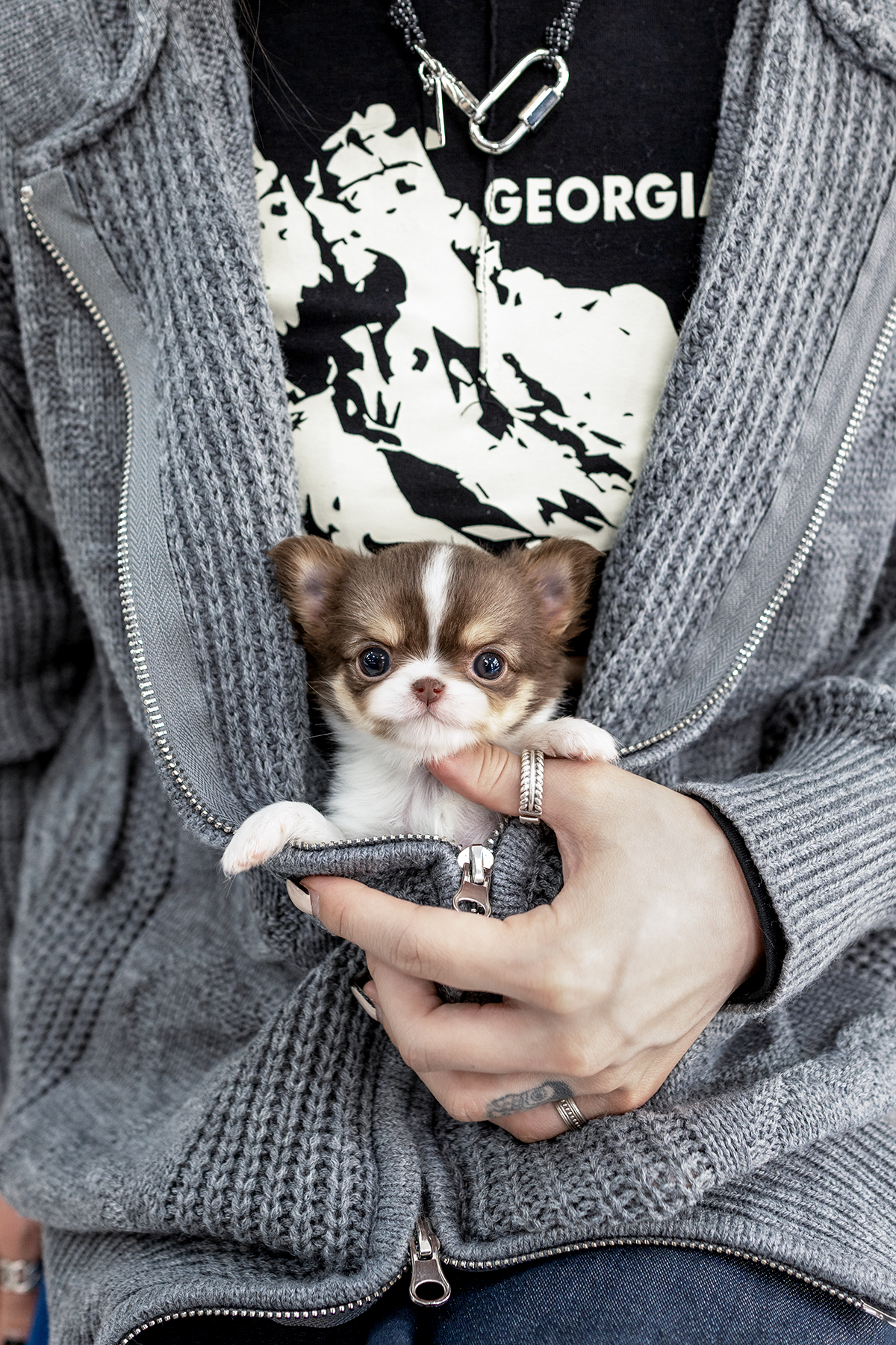 장모치와와 [Chihuahua]