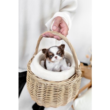 장모치와와 [Chihuahua]