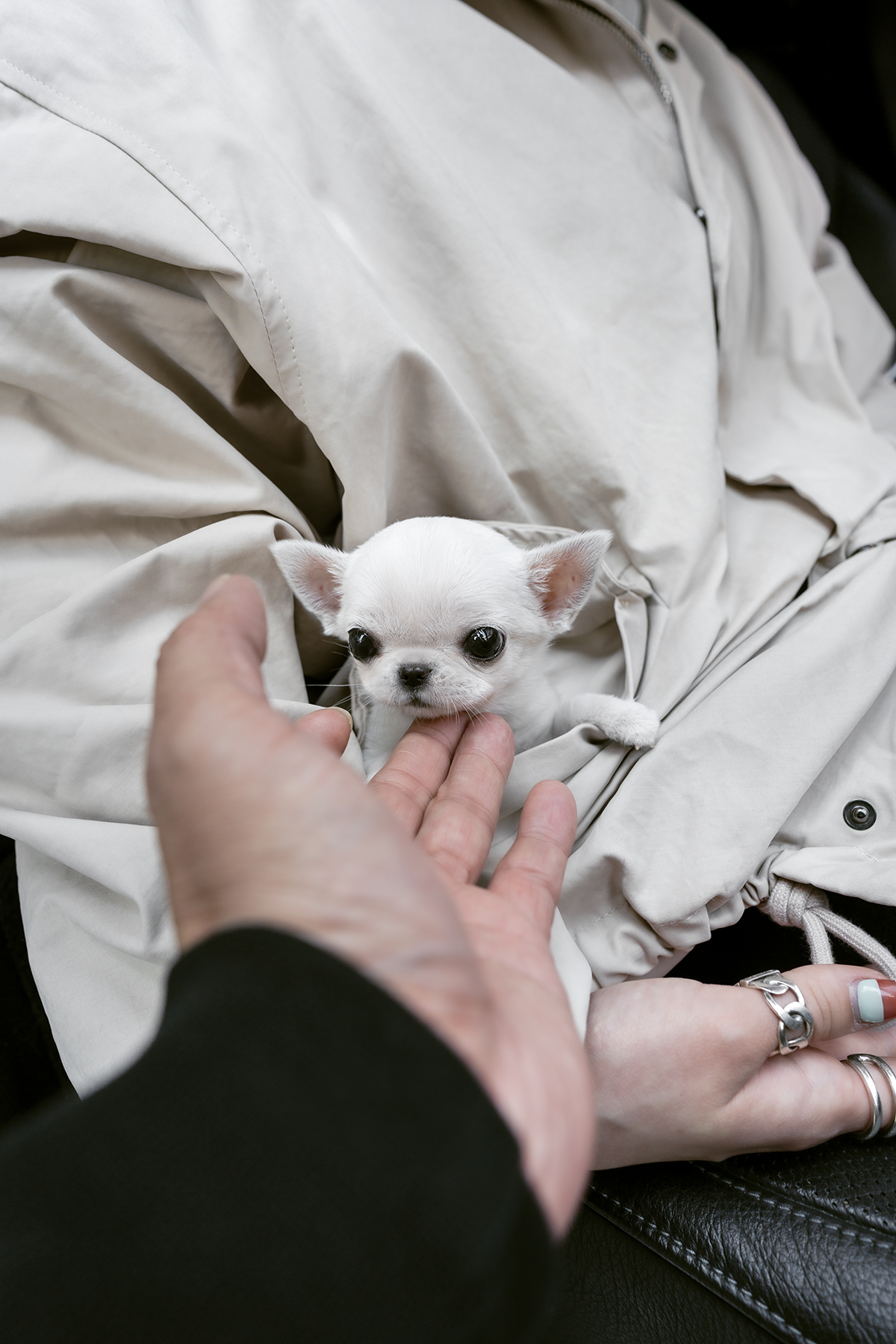 단모치와와 [Chihuahua]