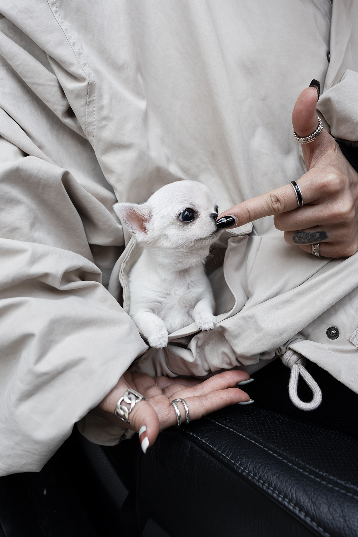 단모치와와 [Chihuahua]