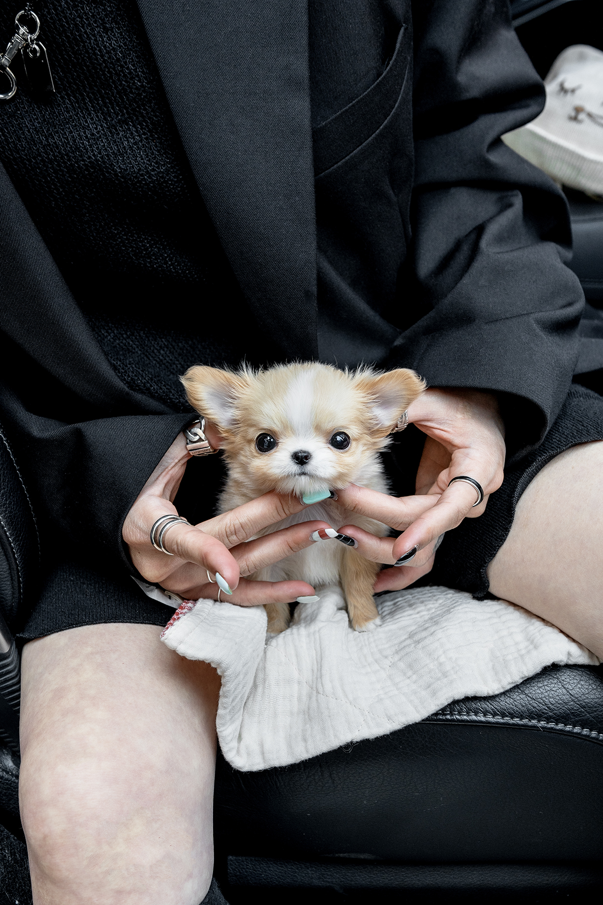 장모치와와 [Chihuahua]