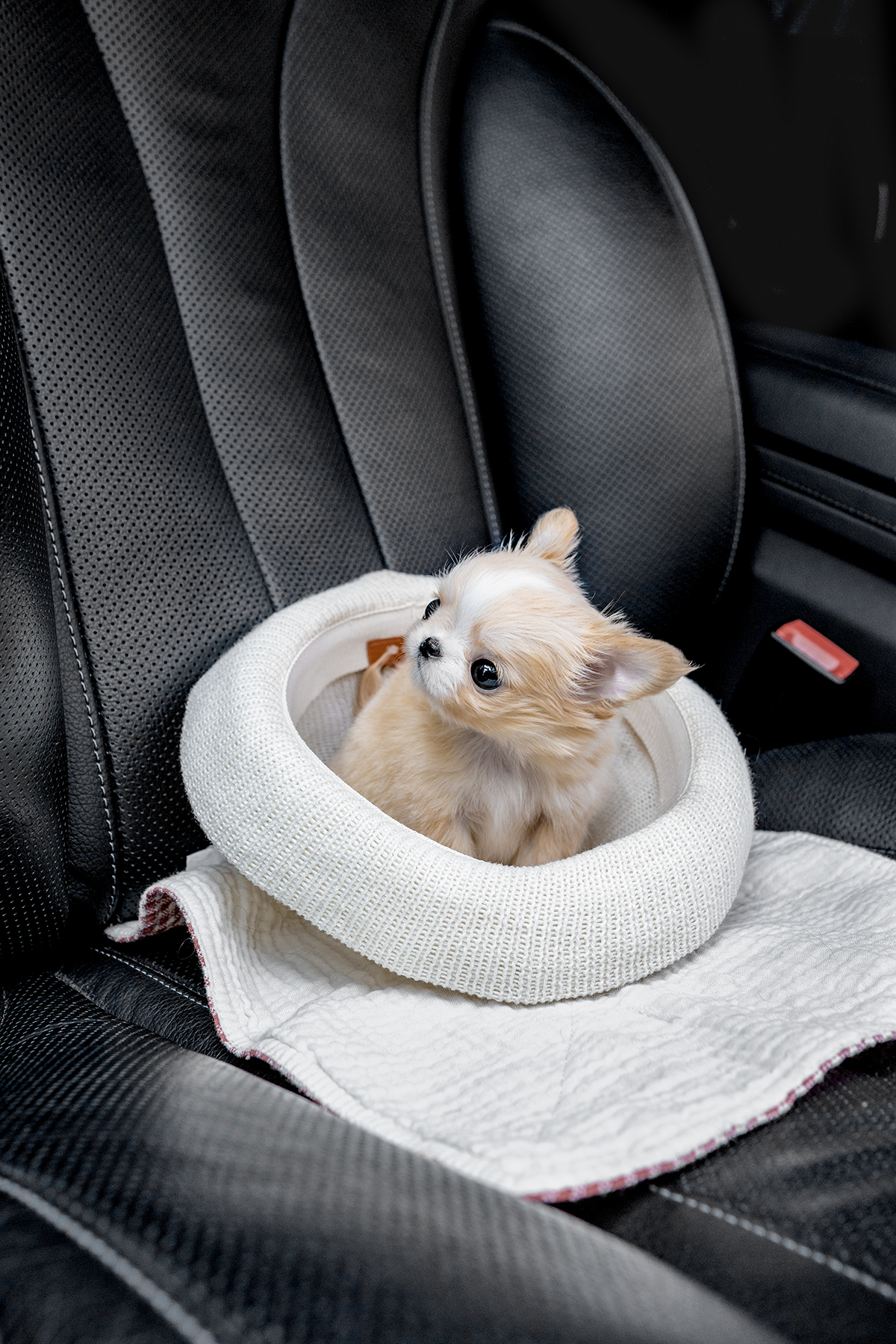 장모치와와 [Chihuahua]