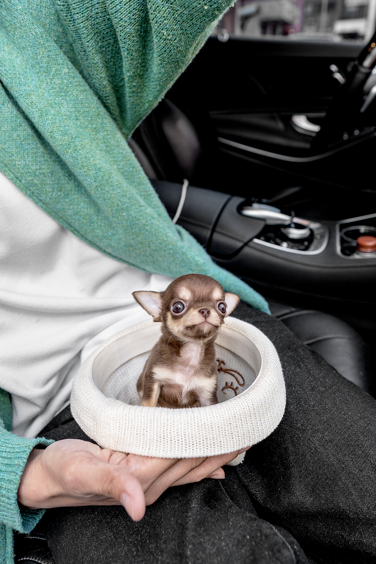 단모치와와 [Chihuahua]