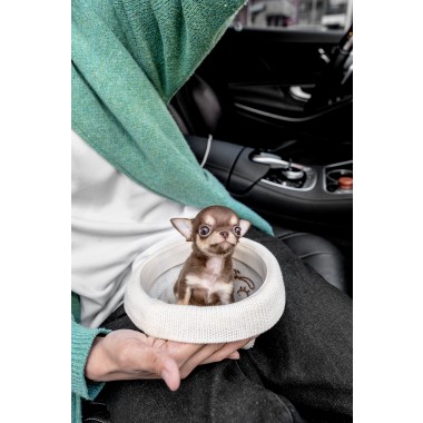 단모치와와 [Chihuahua]