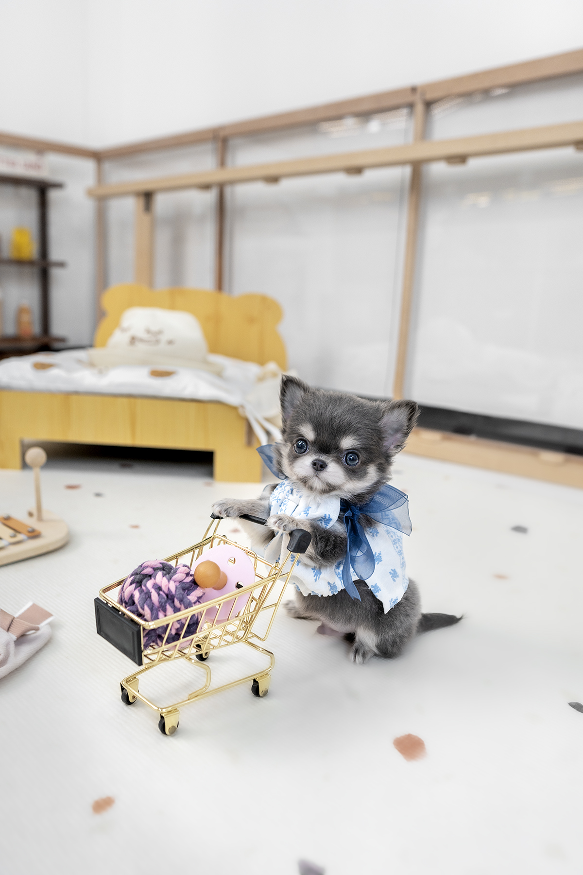 장모치와와 [Chihuahua]