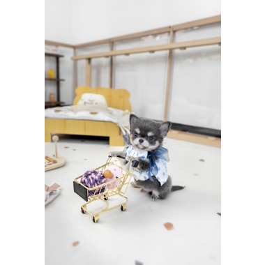장모치와와 [Chihuahua]