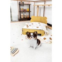 장모치와와 [Chihuahua]