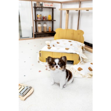 장모치와와 [Chihuahua]