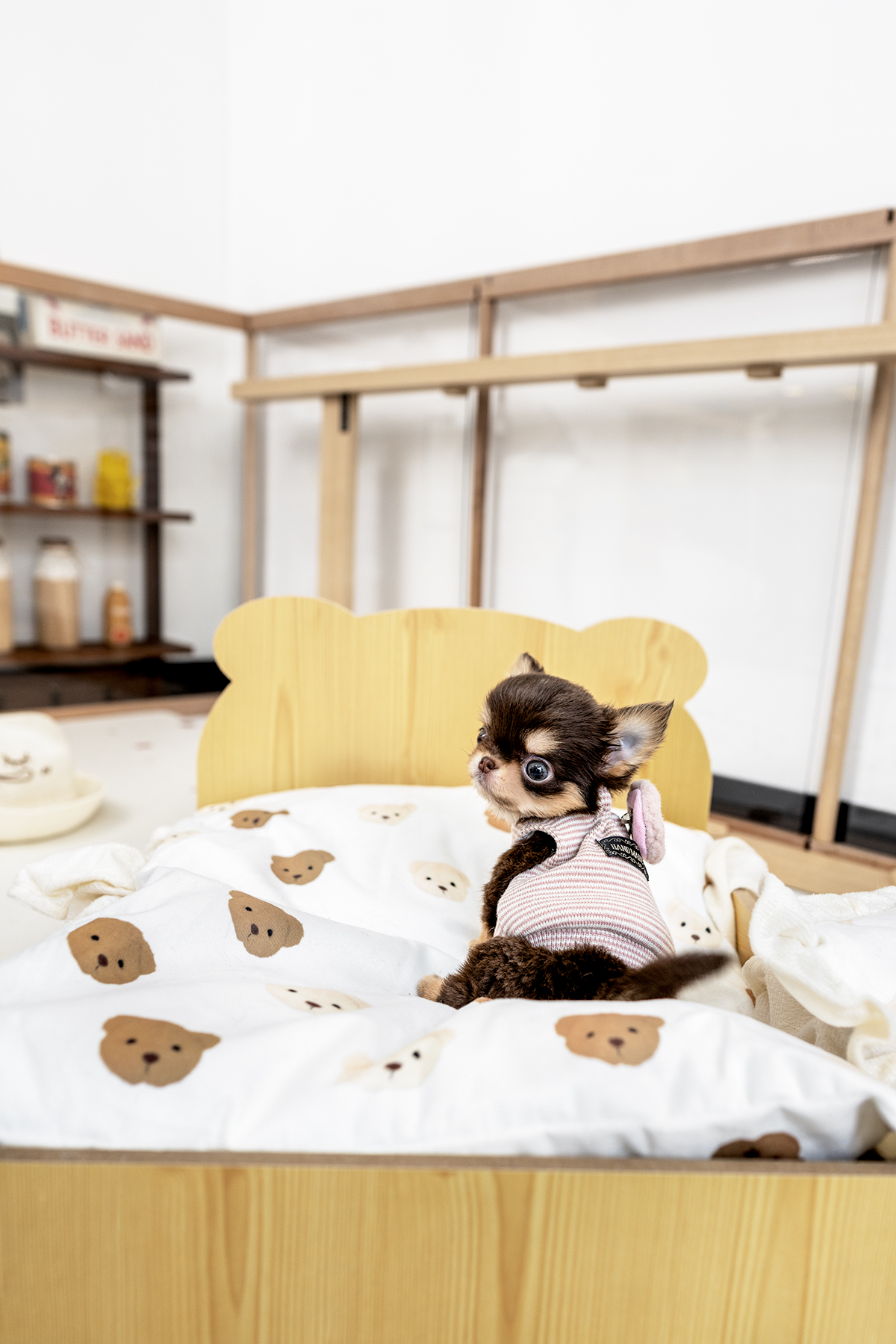 장모치와와 [Chihuahua]