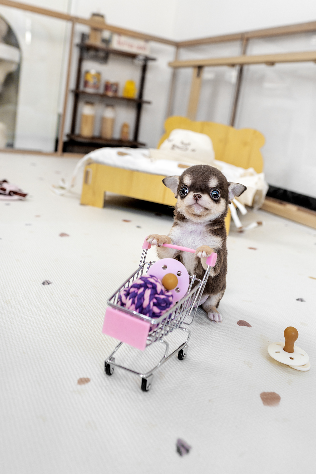 단모치와와 [Chihuahua]