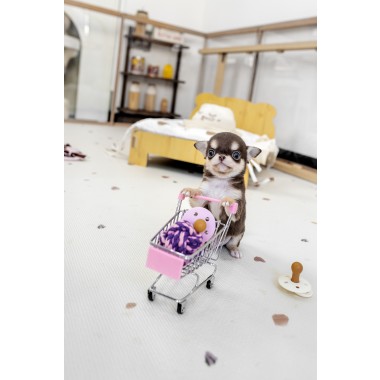 단모치와와 [Chihuahua]