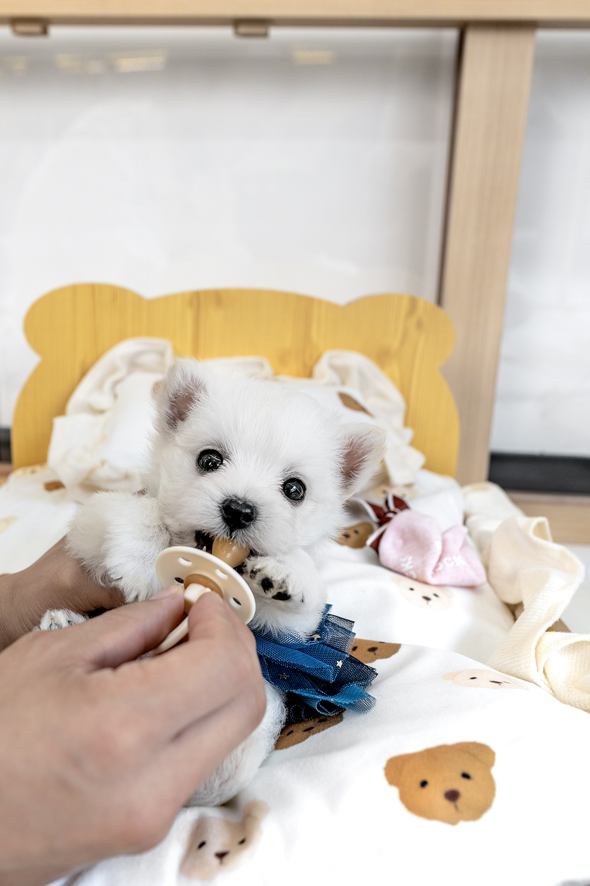화이트테리어 [West Highland White Terrier]