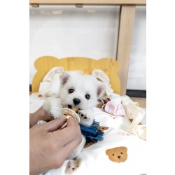 화이트테리어 [West Highland White Terrier]