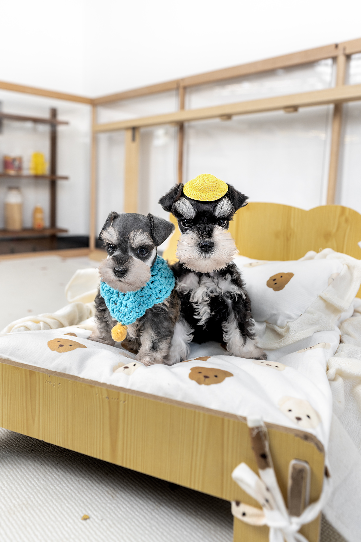 슈나우저 [Miniature Schnauzer]